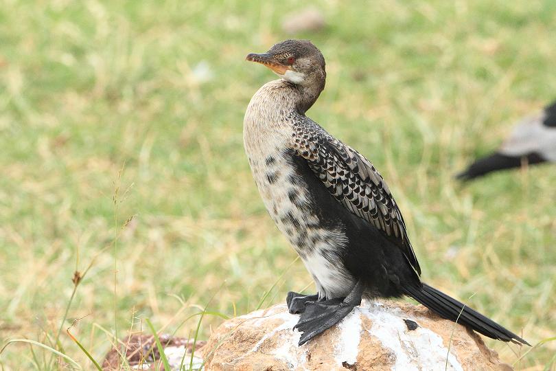 E'' un cormorano?